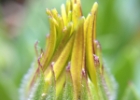 Hairy bud.JPG